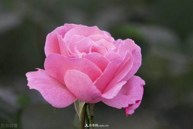 月季花攝影——月月都是開(kāi)花季(圖5)