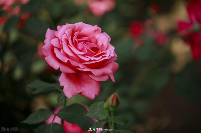 月季花攝影——月月都是開(kāi)花季(圖6)
