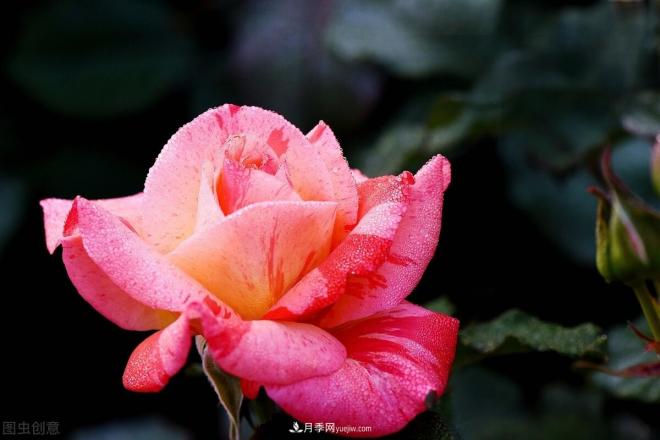 月季花攝影——月月都是開(kāi)花季(圖7)