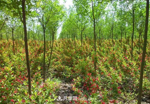 冬季苗木怕凍傷，提前養(yǎng)護(hù)準(zhǔn)沒錯(cuò)(圖1)