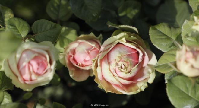 推薦15個(gè)受歡迎的月季品種，其實(shí)它們都有優(yōu)點(diǎn)缺點(diǎn)(圖6)