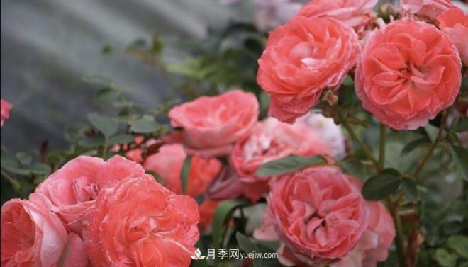 推薦15個(gè)受歡迎的月季品種，其實(shí)它們都有優(yōu)點(diǎn)缺點(diǎn)(圖10)