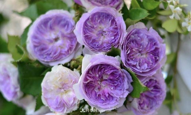 推薦15個(gè)受歡迎的月季品種，其實(shí)它們都有優(yōu)點(diǎn)缺點(diǎn)(圖13)