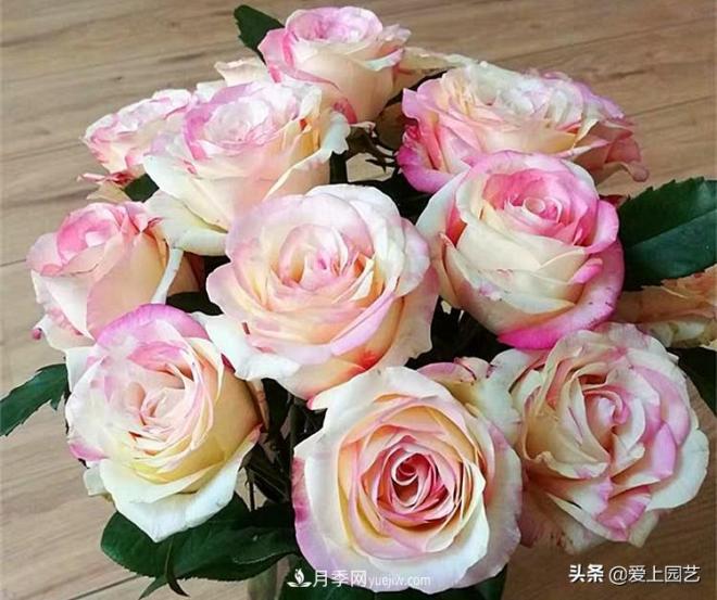 熱門(mén)月季品種已經(jīng)看膩了，不妨養(yǎng)幾棵小眾月季換個(gè)風(fēng)景(圖1)