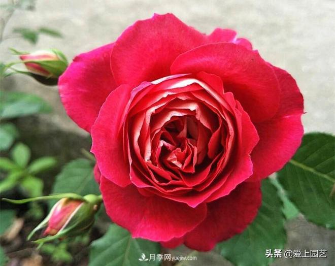 熱門(mén)月季品種已經(jīng)看膩了，不妨養(yǎng)幾棵小眾月季換個(gè)風(fēng)景(圖2)