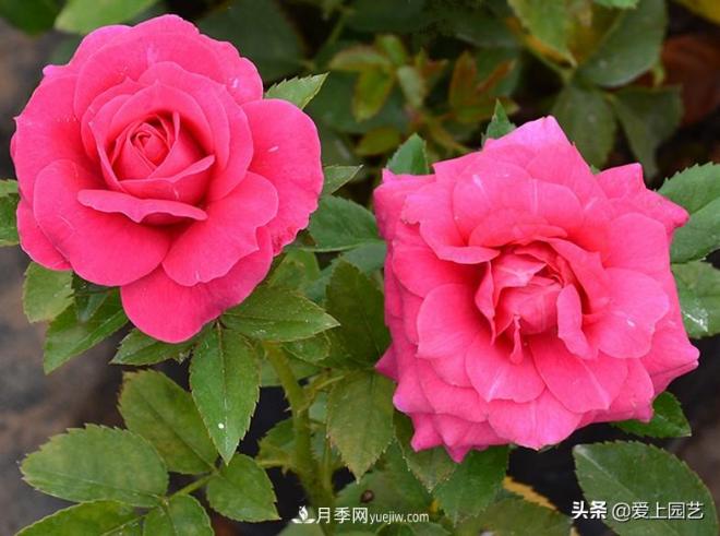 熱門(mén)月季品種已經(jīng)看膩了，不妨養(yǎng)幾棵小眾月季換個(gè)風(fēng)景(圖3)