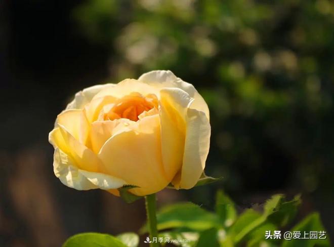 熱門(mén)月季品種已經(jīng)看膩了，不妨養(yǎng)幾棵小眾月季換個(gè)風(fēng)景(圖4)