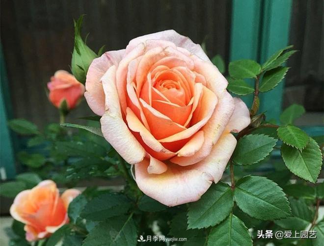 熱門(mén)月季品種已經(jīng)看膩了，不妨養(yǎng)幾棵小眾月季換個(gè)風(fēng)景(圖5)