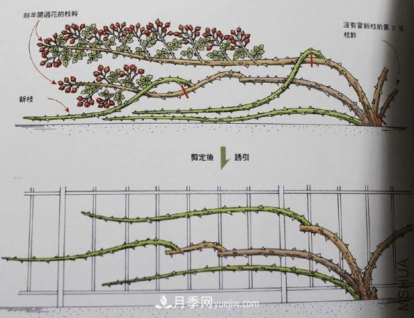 月季冬剪好還是春剪好？南北有區(qū)別，一起來學(xué)習(xí)吧(圖3)
