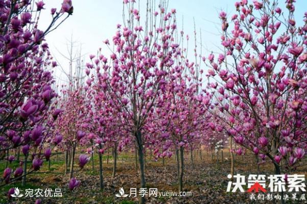 南陽(yáng)南召縣“林+N”生態(tài)扶貧 玉蘭苗木產(chǎn)業(yè)富萬(wàn)家(圖1)