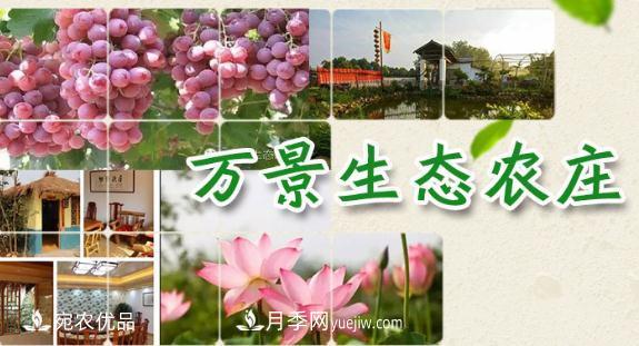南召縣萬景園林張園園，玉蘭樹苗木創(chuàng)業(yè)造福鄉(xiāng)梓(圖1)