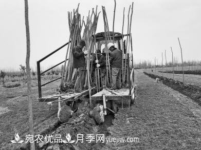 種苗木真牛！河南老鄉(xiāng)研制種樹機(jī)一天種下6000株(圖1)