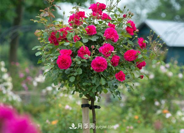 南陽(yáng)月季公司網(wǎng)絡(luò)營(yíng)銷(xiāo)十大要領(lǐng)(圖1)