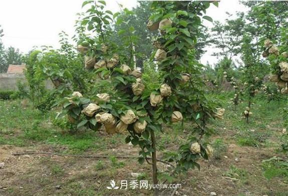 南陽(yáng)市內(nèi)鄉(xiāng)桃樹(shù)苗梨樹(shù)苗批發(fā)基地(圖2)
