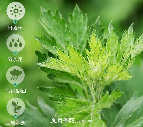 南陽(yáng)市開(kāi)展艾草基因組測(cè)序研究(圖1)