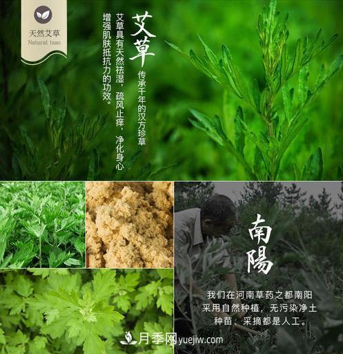 南陽(yáng)市開(kāi)展艾草基因組測(cè)序研究(圖2)