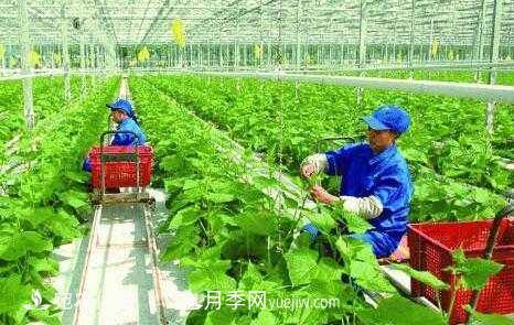 南陽有機農(nóng)業(yè)全國**是怎樣煉成的？南水北調(diào)水源地生態(tài)農(nóng)業(yè)見聞(圖1)
