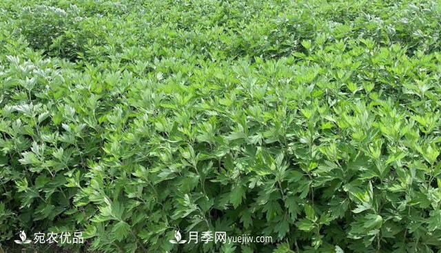 南陽(yáng)艾草種植技術(shù)，種植前景如何？艾根批發(fā)(圖1)