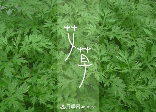 占據(jù)全國(guó)50%以上市場(chǎng) 南陽(yáng)艾草產(chǎn)業(yè)如何培育品牌？(圖1)
