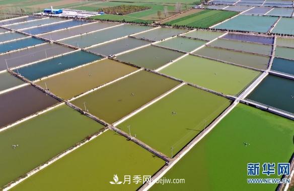 鎮(zhèn)平縣觀賞魚(yú)養(yǎng)殖 金魚(yú)之鄉(xiāng)小錦鯉游出大產(chǎn)業(yè)(圖4)