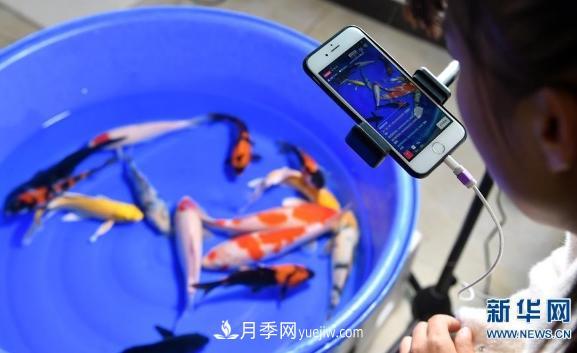 鎮(zhèn)平縣觀賞魚(yú)養(yǎng)殖 金魚(yú)之鄉(xiāng)小錦鯉游出大產(chǎn)業(yè)(圖2)