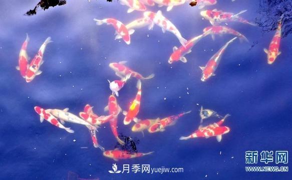 鎮(zhèn)平縣觀賞魚(yú)養(yǎng)殖 金魚(yú)之鄉(xiāng)小錦鯉游出大產(chǎn)業(yè)(圖3)