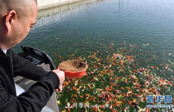 鎮(zhèn)平縣觀賞魚(yú)養(yǎng)殖 金魚(yú)之鄉(xiāng)小錦鯉游出大產(chǎn)業(yè)(圖1)
