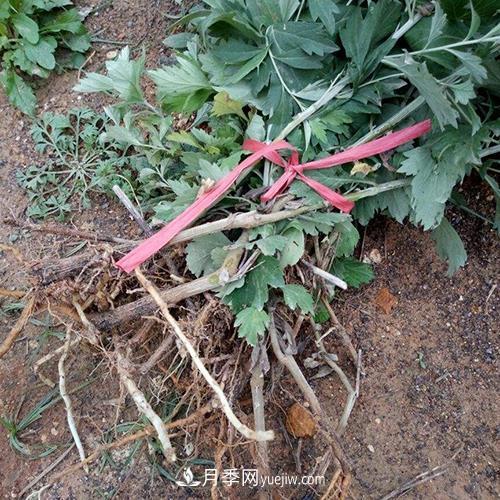南陽(yáng)艾草種植年產(chǎn)值達(dá)數(shù)億元 宛艾艾根艾苗專(zhuān)供在這里(圖2)