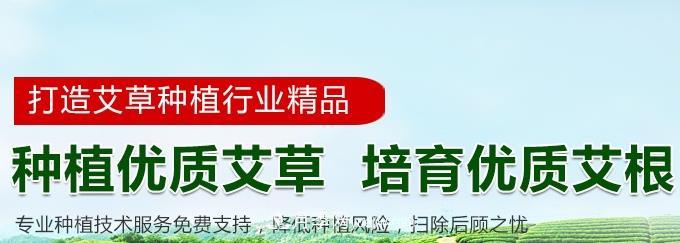 南陽(yáng)艾草種植年產(chǎn)值達(dá)數(shù)億元 宛艾艾根艾苗專(zhuān)供在這里(圖3)