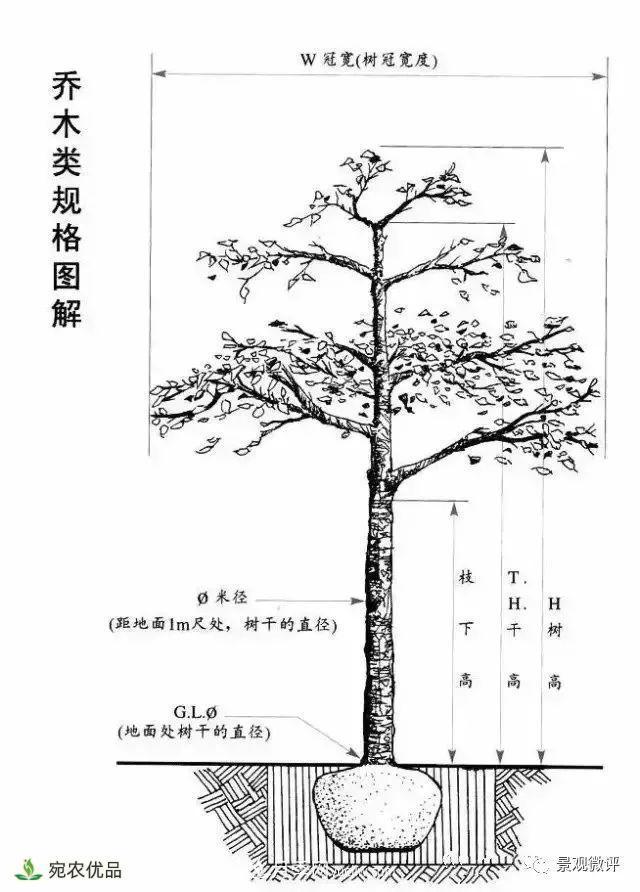 南陽月季苗木行業(yè)專業(yè)術(shù)語大全，你知多少？內(nèi)容太多(圖3)