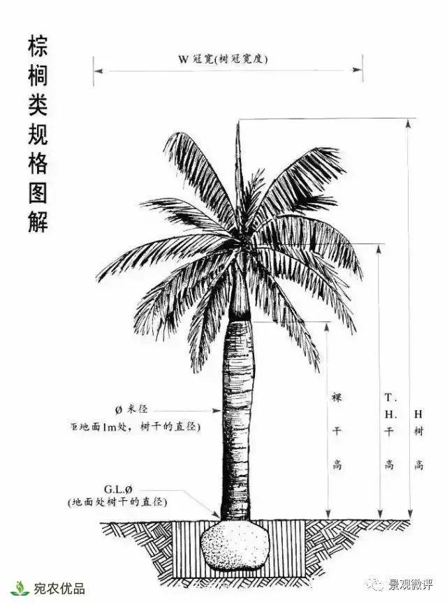 南陽月季苗木行業(yè)專業(yè)術(shù)語大全，你知多少？內(nèi)容太多(圖5)