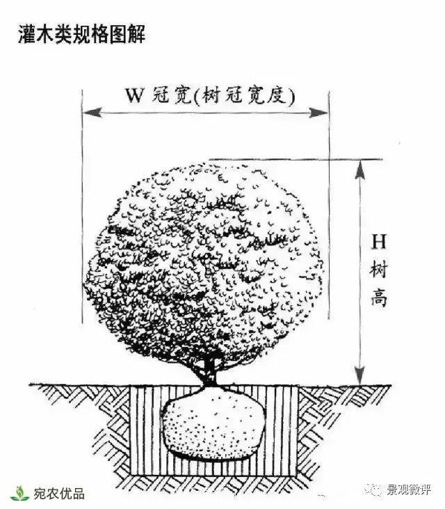 南陽月季苗木行業(yè)專業(yè)術(shù)語大全，你知多少？內(nèi)容太多(圖4)