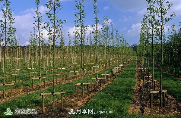 南陽月季苗木行業(yè)專業(yè)術(shù)語大全，你知多少？內(nèi)容太多(圖6)