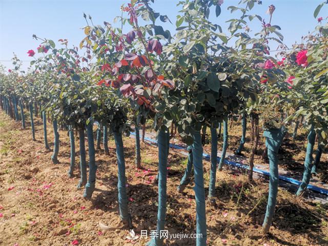 如何做好南陽(yáng)苗木的冬季防寒防凍措施？(圖1)