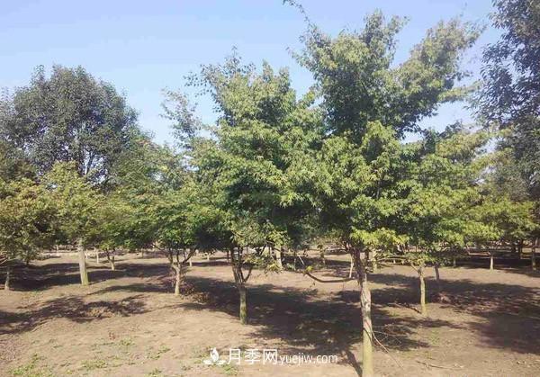 南陽月季苗木行業(yè)專業(yè)術(shù)語大全，你知多少？內(nèi)容太多(圖2)