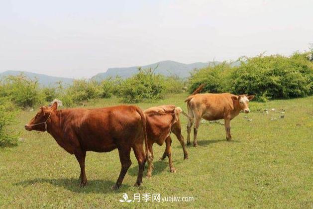 來(lái)南陽(yáng)旅游有什么不得不帶走的十大名優(yōu)特產(chǎn)？(圖2)
