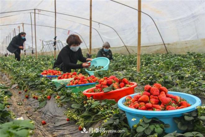 南陽今年農(nóng)業(yè)農(nóng)村重點(diǎn)工作和目標(biāo)敲定！(圖3)