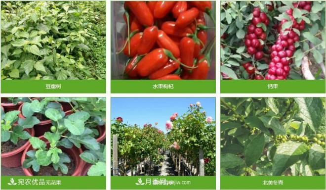 南陽(yáng)普吉園苗木農(nóng)業(yè)科技示范園區(qū)(圖1)