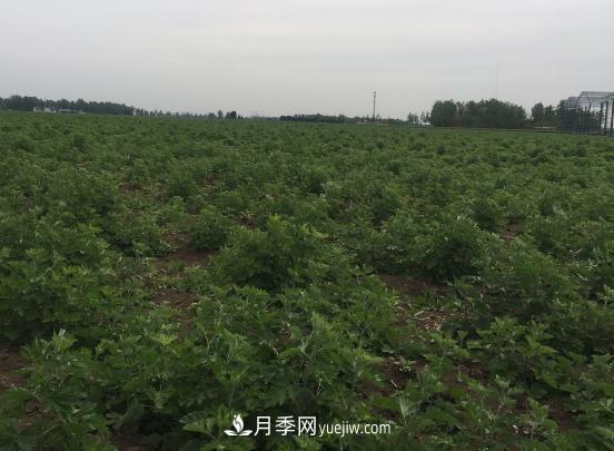 艾草種植技術(shù)為什么選南陽(yáng)，為什么選國(guó)醫(yī)仲景公司？(圖1)