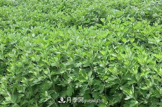 南陽(yáng)的艾葉和艾草是同一種植物嗎？(圖1)