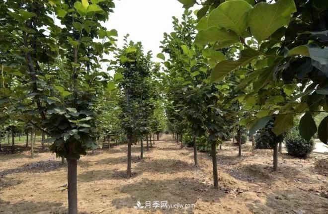 河南南召玉蘭花木成為現(xiàn)代農業(yè)一張絢麗名片(圖4)