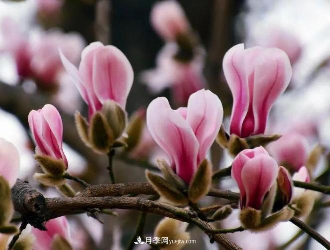 河南南召玉蘭花木成為現(xiàn)代農業(yè)一張絢麗名片(圖5)