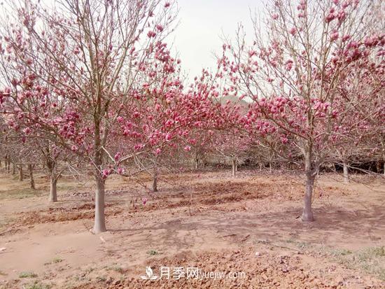 南召縣皇后鄉(xiāng)苗木產(chǎn)業(yè)：玉蘭花開(kāi)脫貧路(圖1)