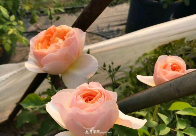 月季花長粗壯芽先橫拉定期澆肥多淋雨，一年長成花球(圖2)