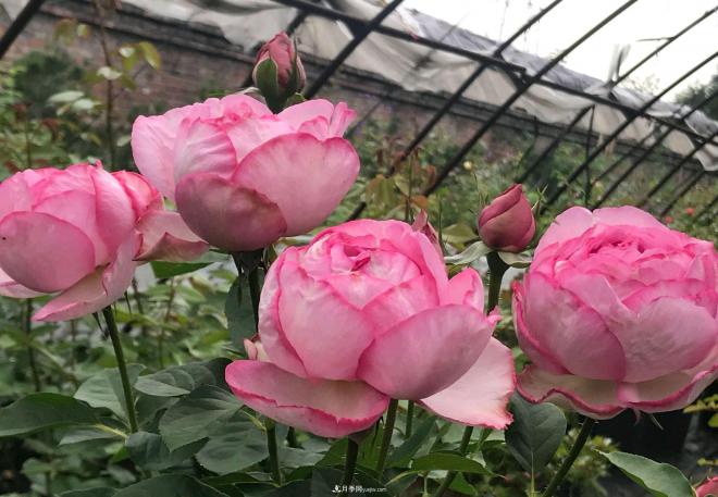 月季花長粗壯芽先橫拉定期澆肥多淋雨，一年長成花球(圖1)