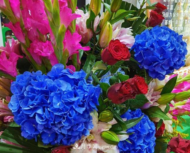 遼寧花卉，合肥斗艷，走進(jìn)2020年中國(guó)安徽名優(yōu)農(nóng)產(chǎn)品交易會(huì)(圖1)