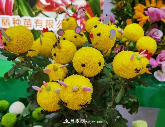 遼寧花卉，合肥斗艷，走進(jìn)2020年中國(guó)安徽名優(yōu)農(nóng)產(chǎn)品交易會(huì)(圖2)