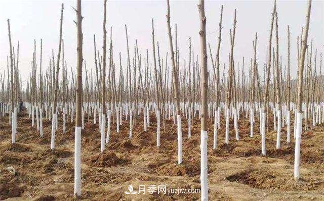 綠化苗木什么時間涂白效果***好，有哪些基本要求(圖1)