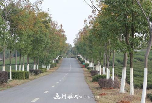 綠化苗木什么時間涂白效果***好，有哪些基本要求(圖2)