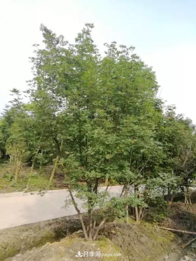 2020下半年鄉(xiāng)土樹種漲價趨勢明顯，這8種苗木***吃香(圖2)